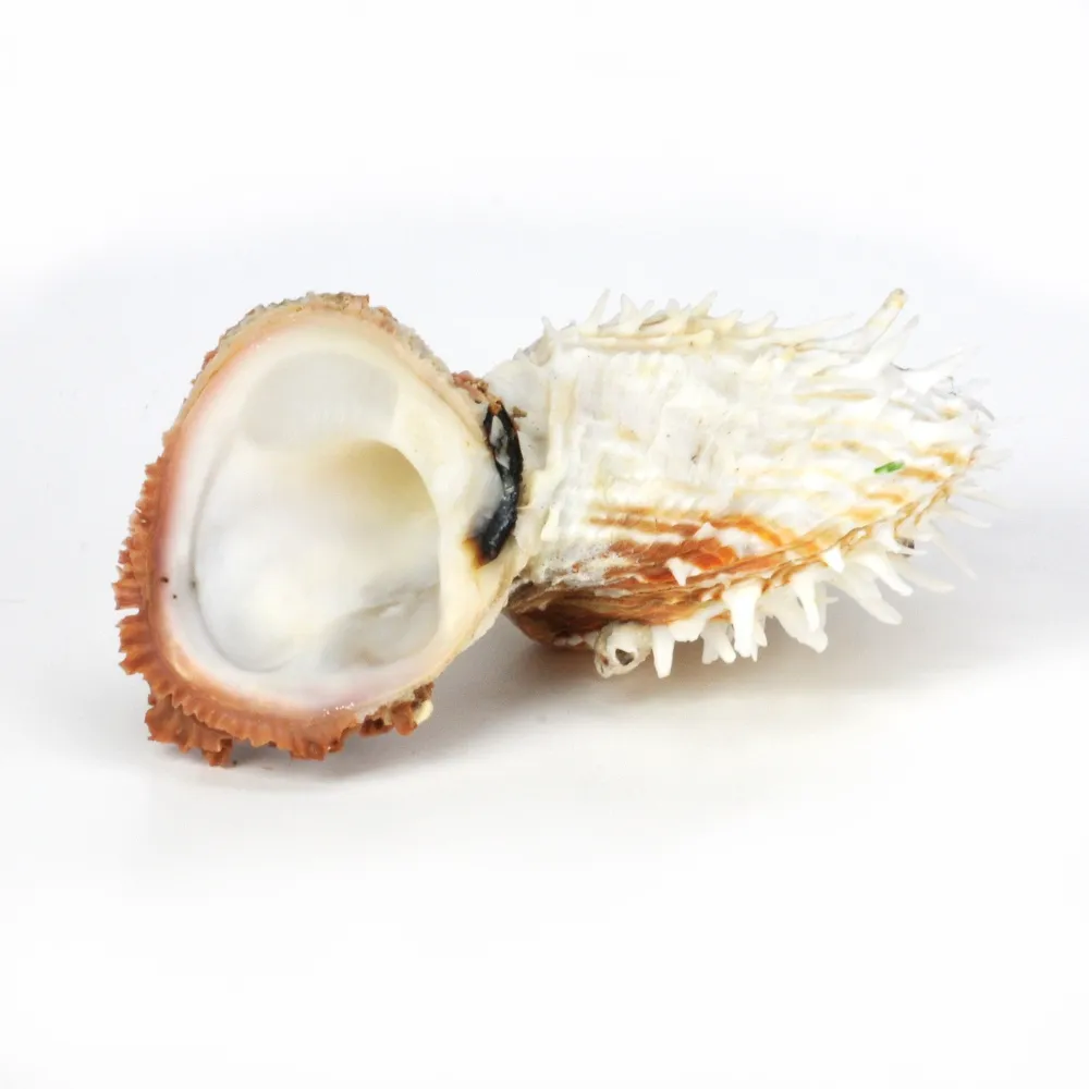 Spondylus Squamosus