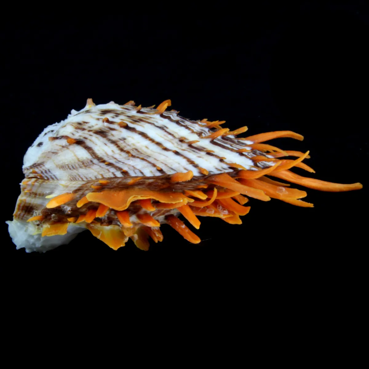 Spondylus Butleri