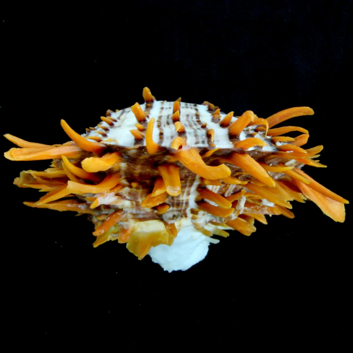 Spondylus Butleri