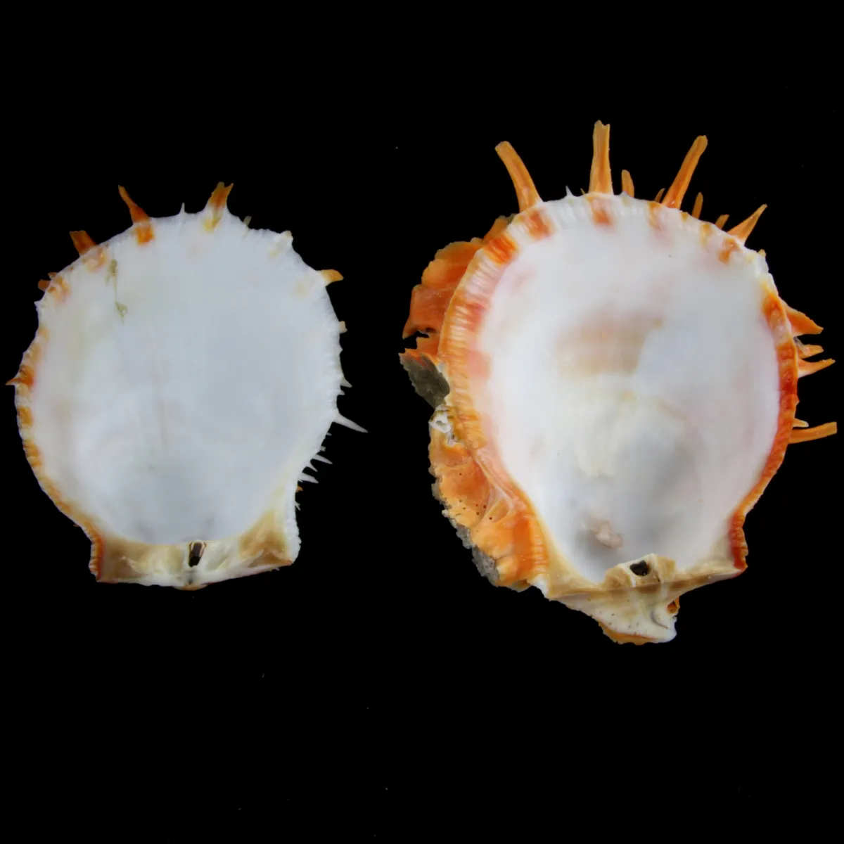 Spondylus Butleri
