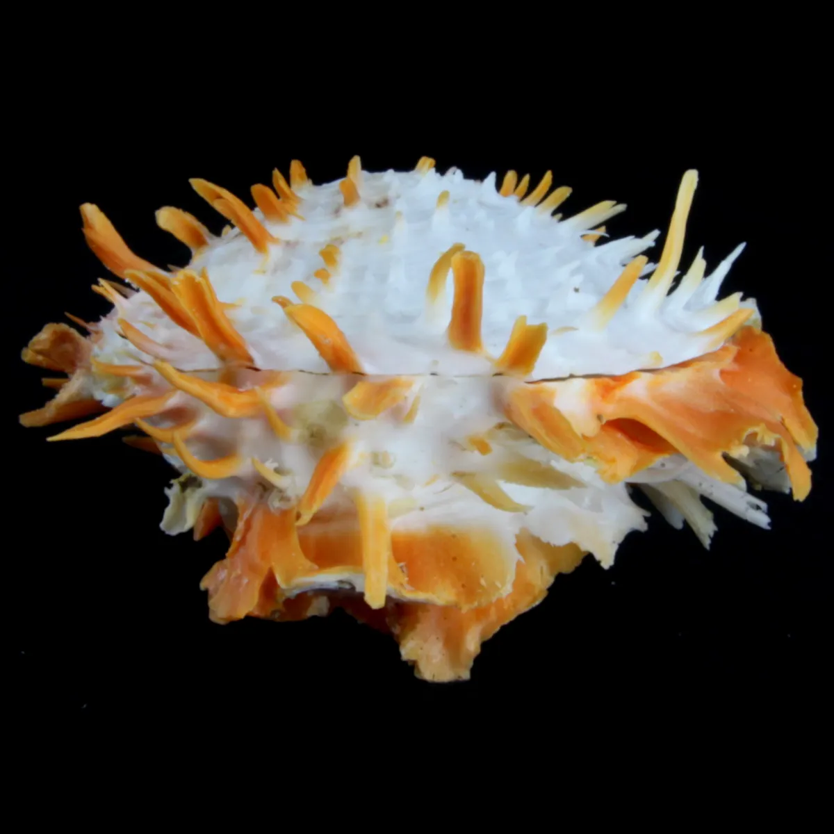 Spondylus Butleri