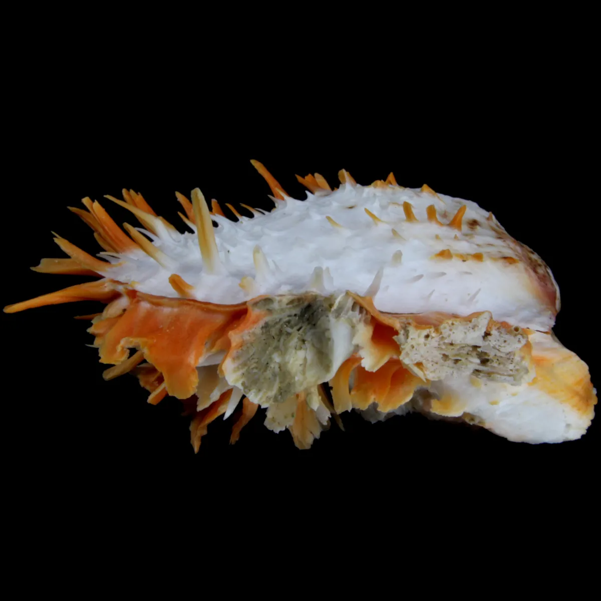Spondylus Butleri