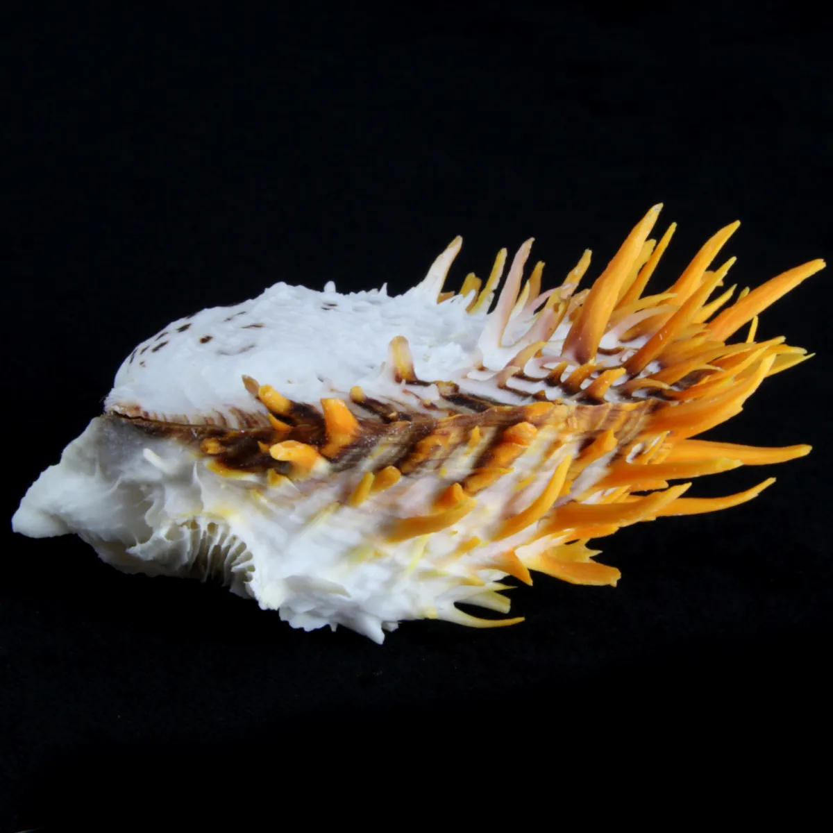Spondylus Butleri