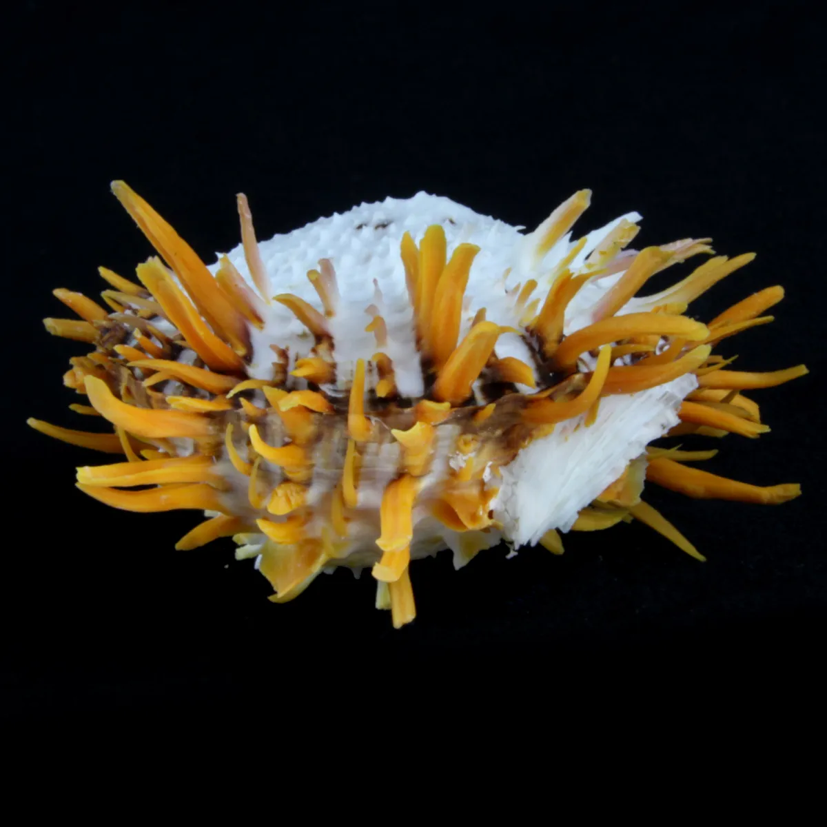 Spondylus Butleri