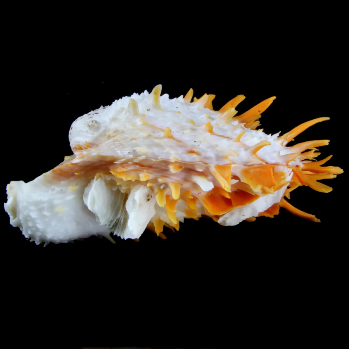 Spondylus Butleri