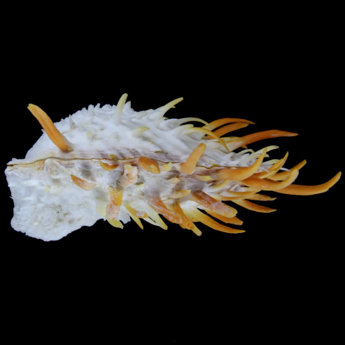 Spondylus Butleri