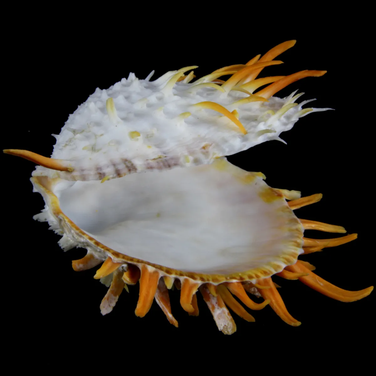 Spondylus Butleri