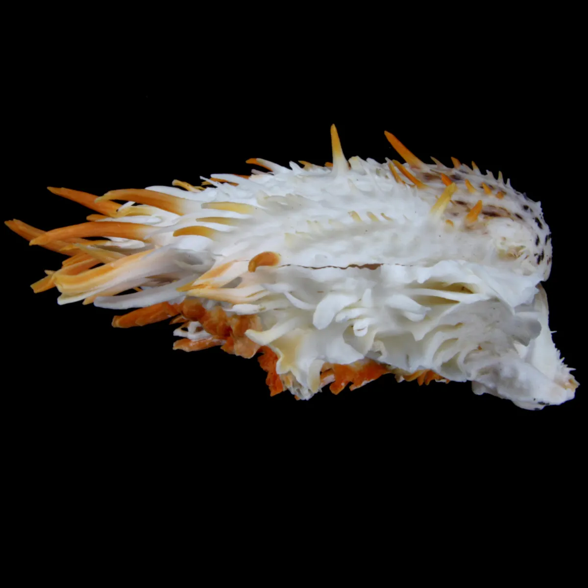 Spondylus Butleri