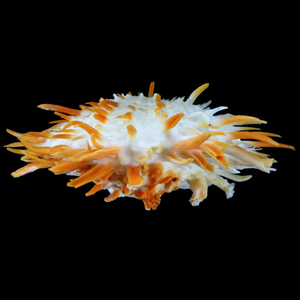 Spondylus Butleri