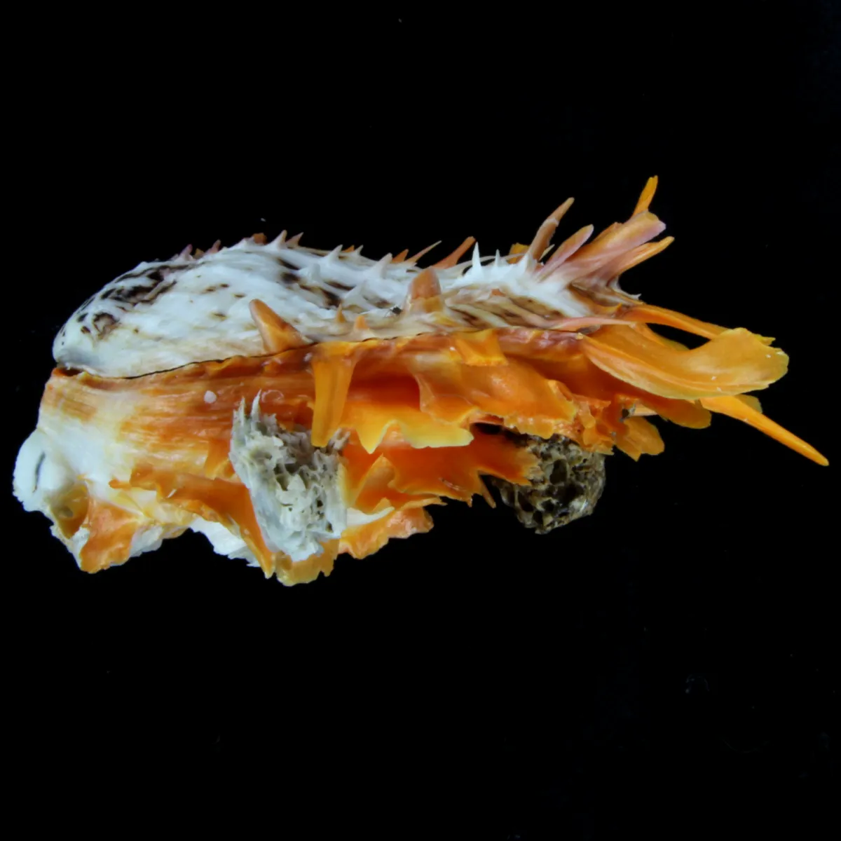 Spondylus Butleri