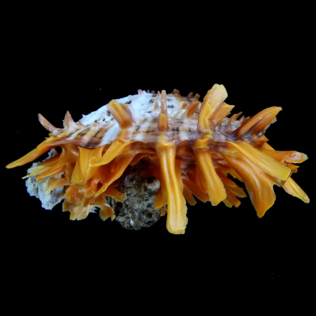 Spondylus Butleri