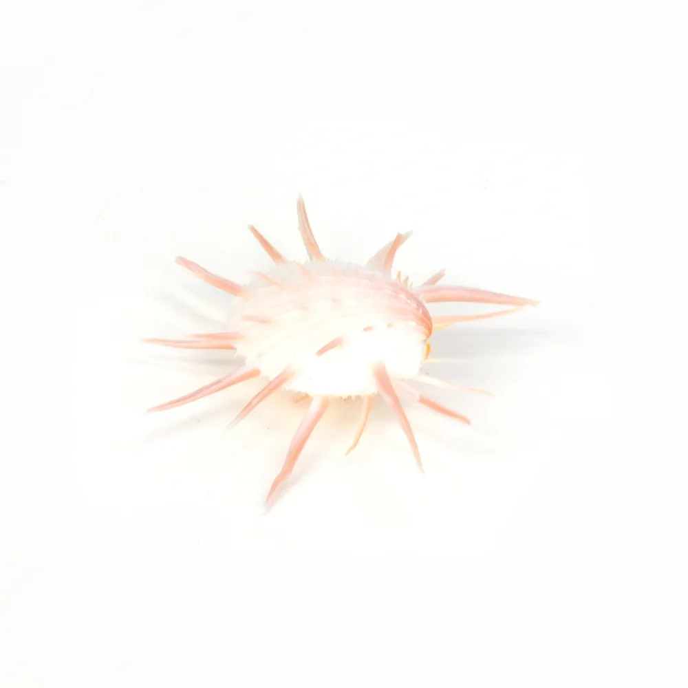 Spondylus Imperialis