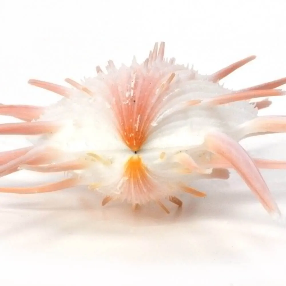 Spondylus Imperialis