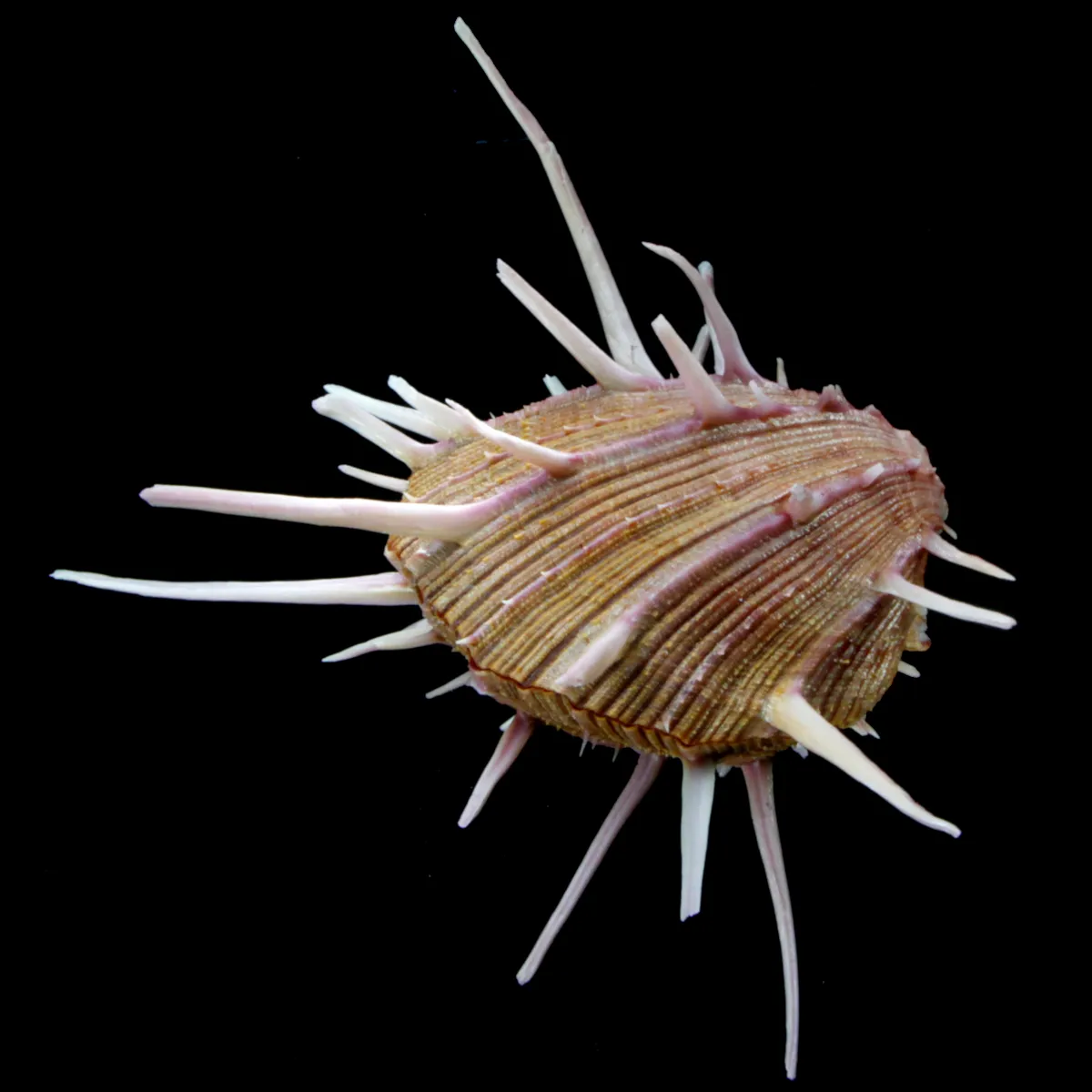 Spondylus Regius