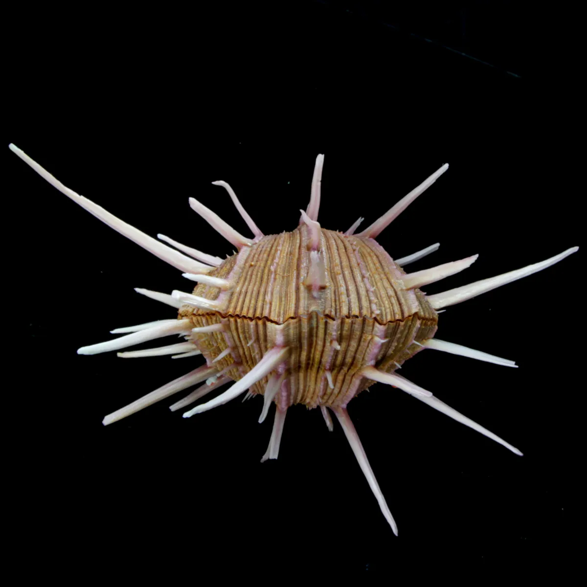 Spondylus Regius
