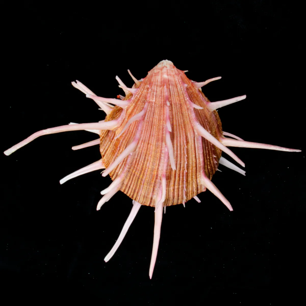 Spondylus Regius