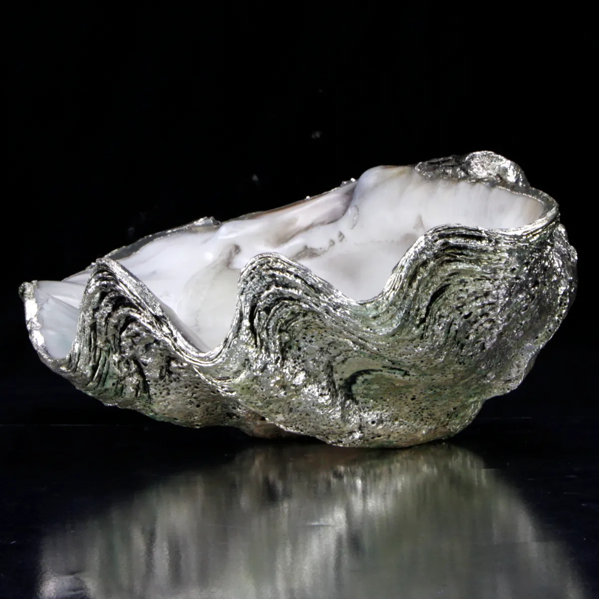 Tridacna Derasa