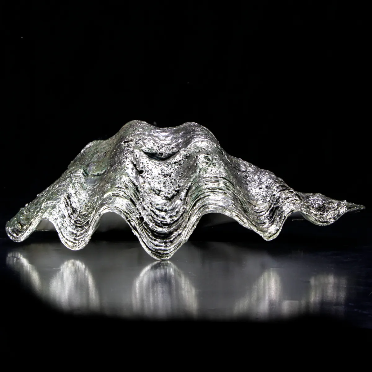 Tridacna Derasa