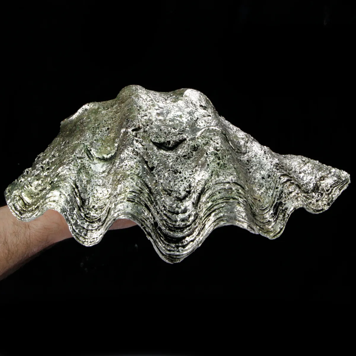 Tridacna Derasa