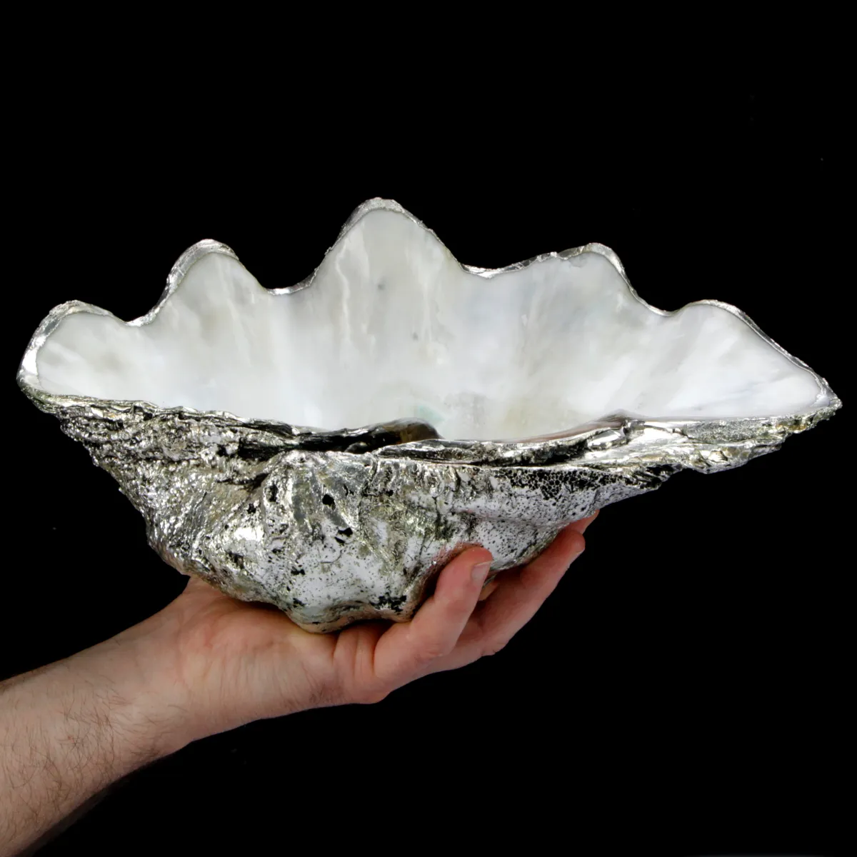 Tridacna Derasa