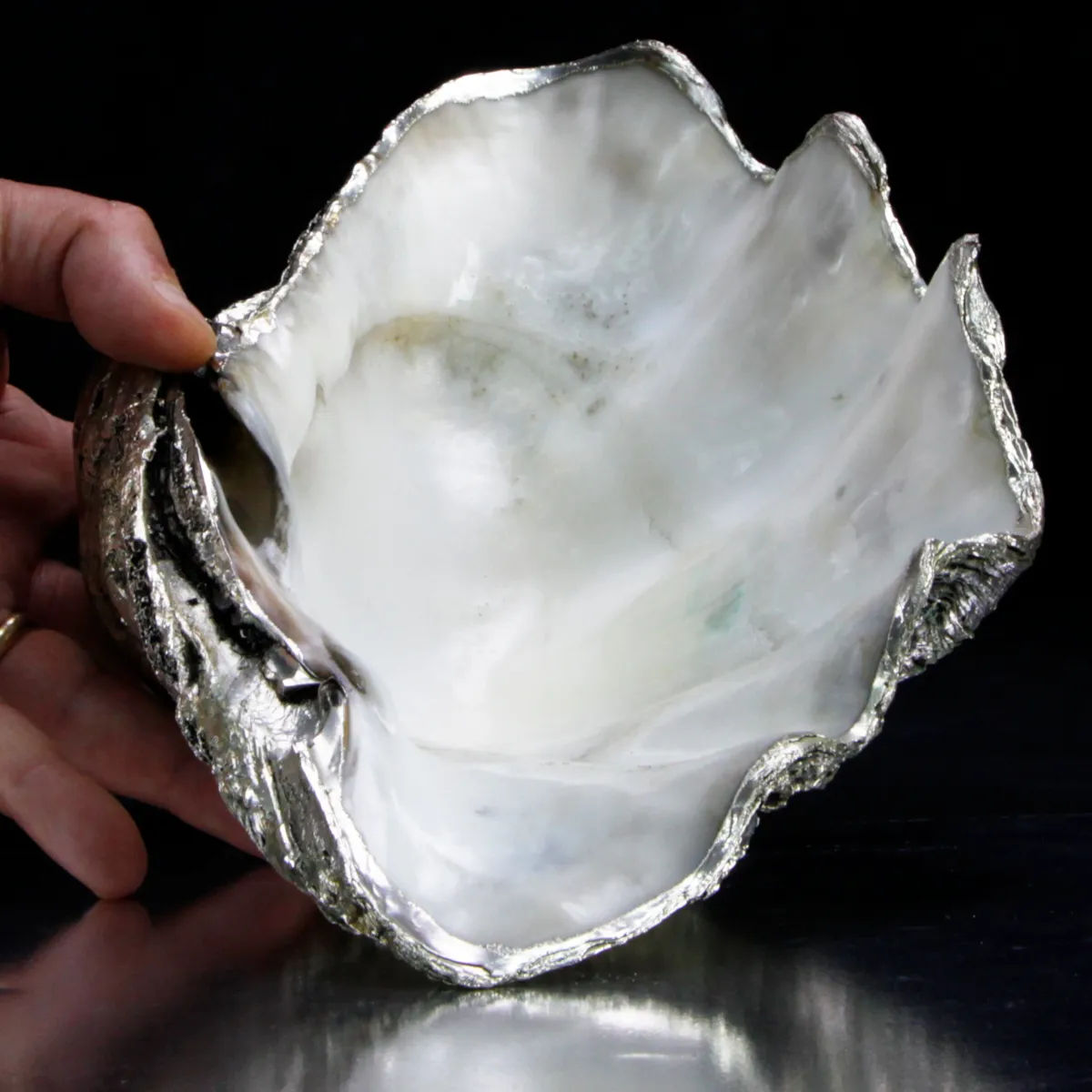 Tridacna Derasa