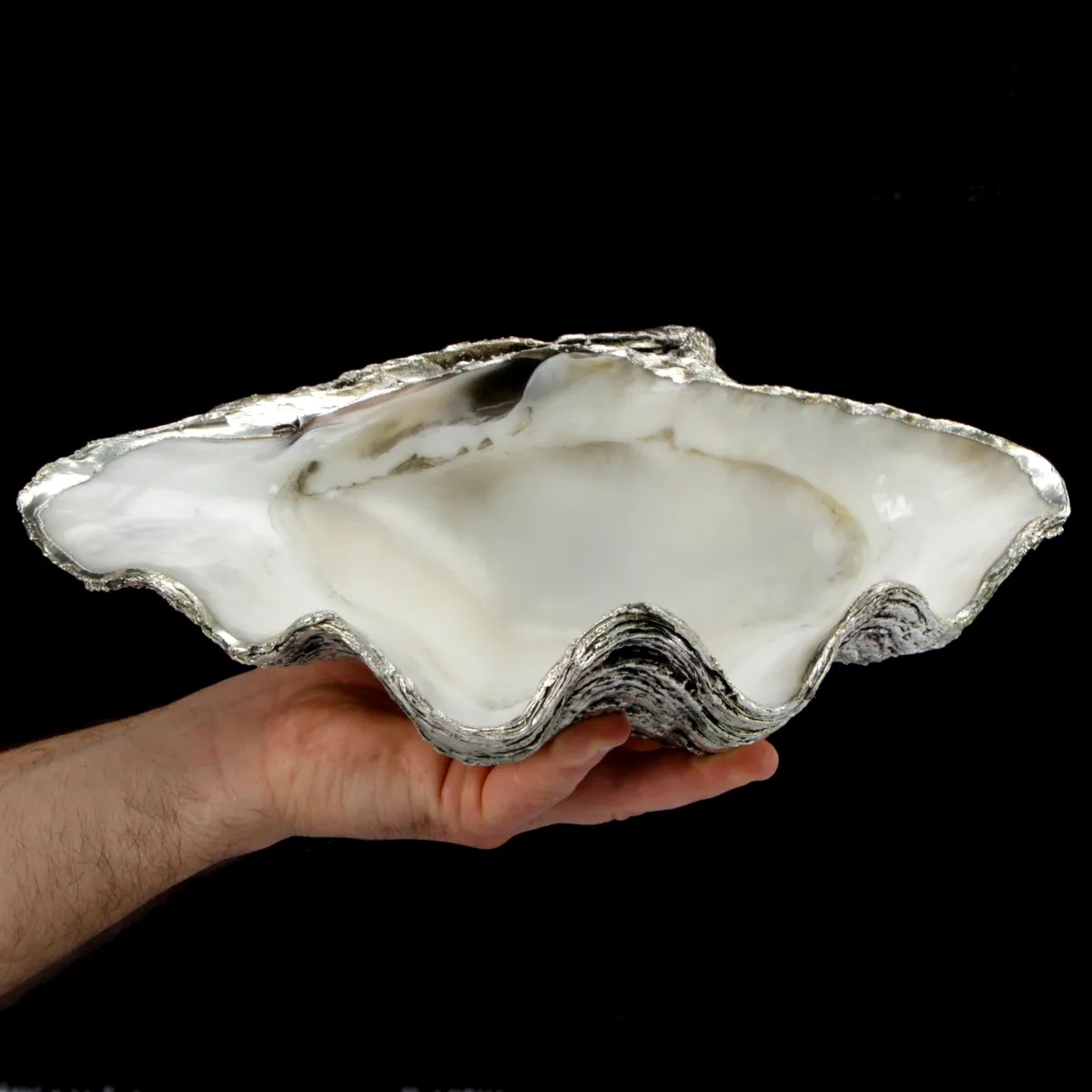 Tridacna Derasa