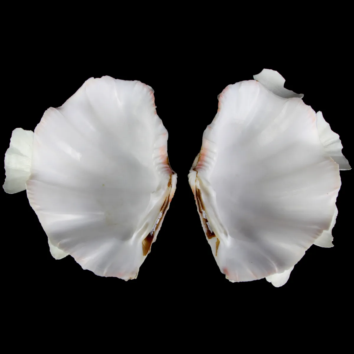 Tridacna Squamosa
