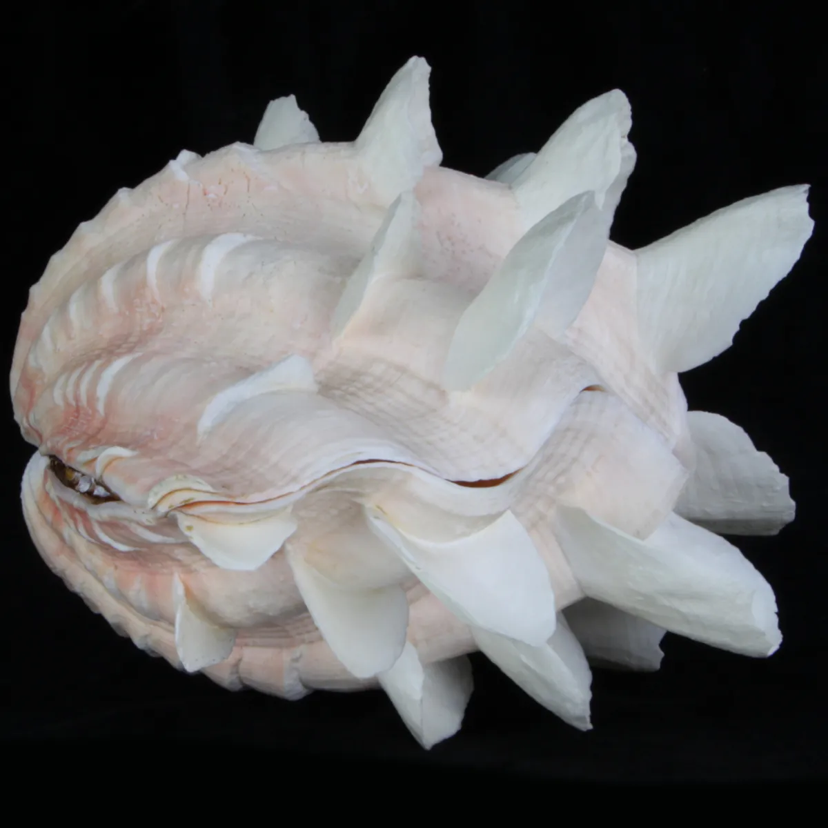 Tridacna Squamosa