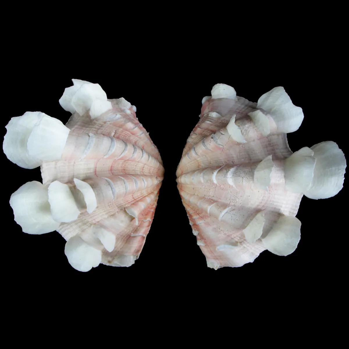 Tridacna Squamosa