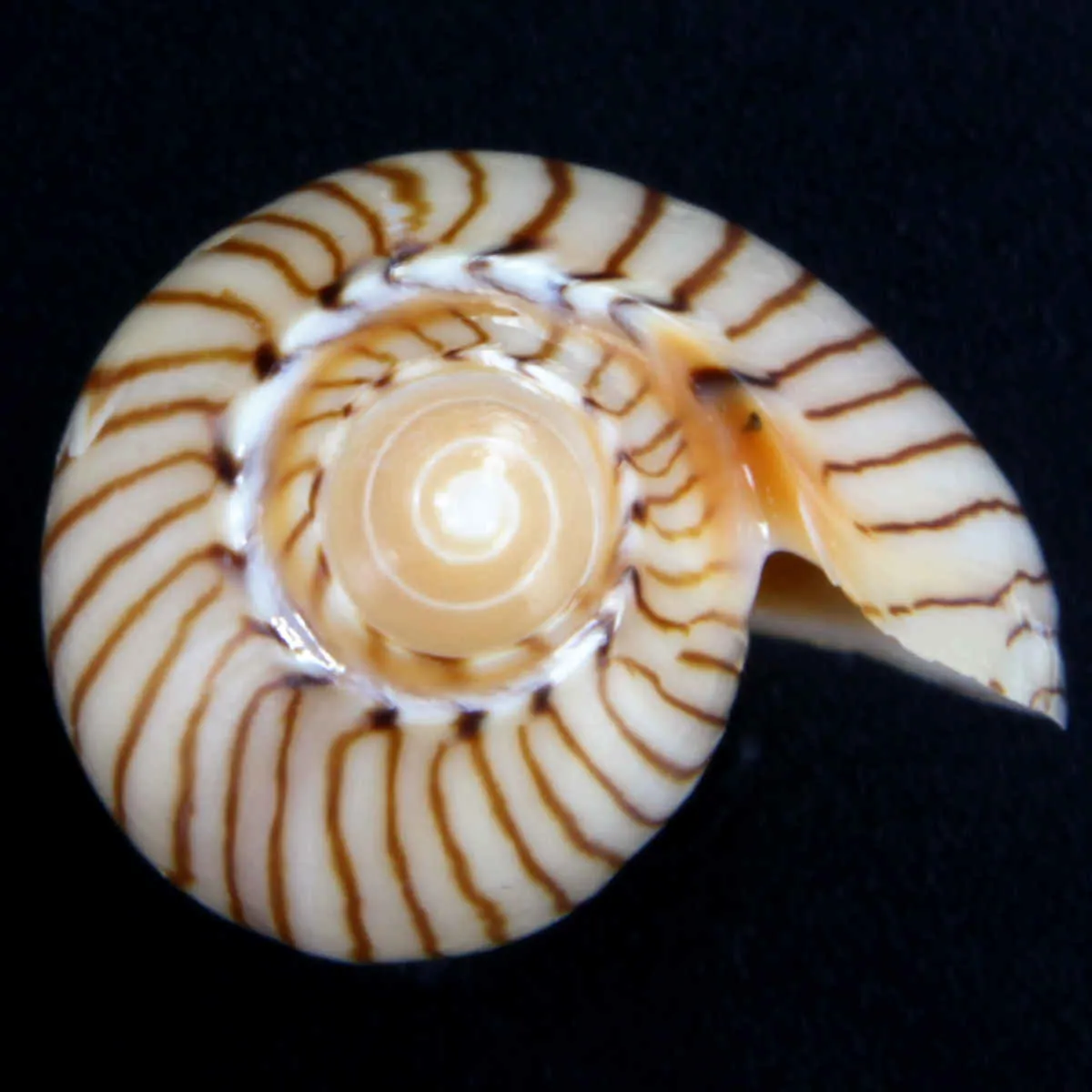 Amoria Jamrachii