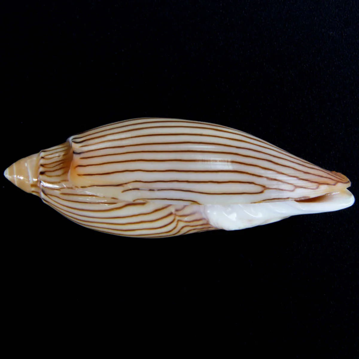 Amoria Jamrachii