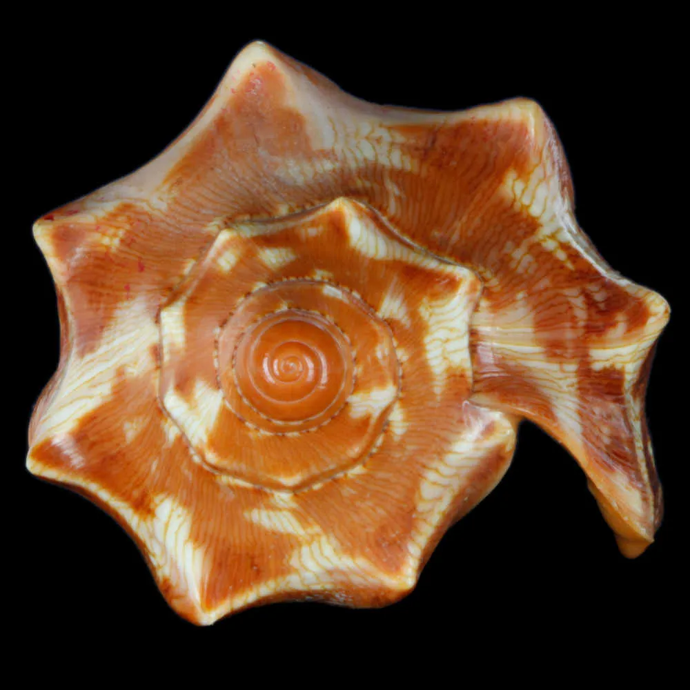 Cymbiola Aulica