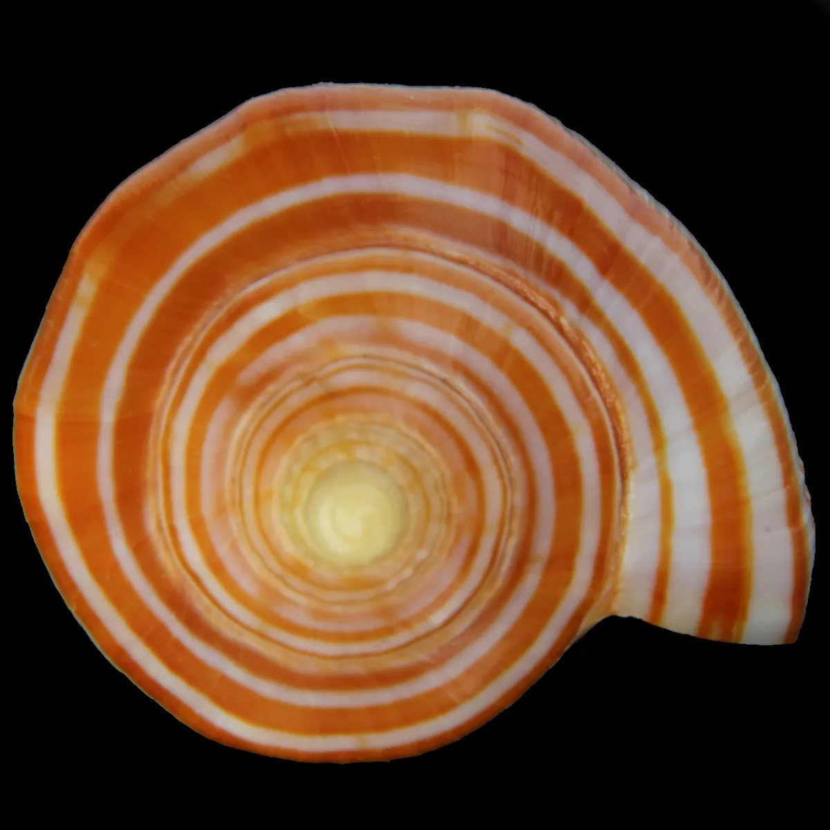 Harpulina arausiaca