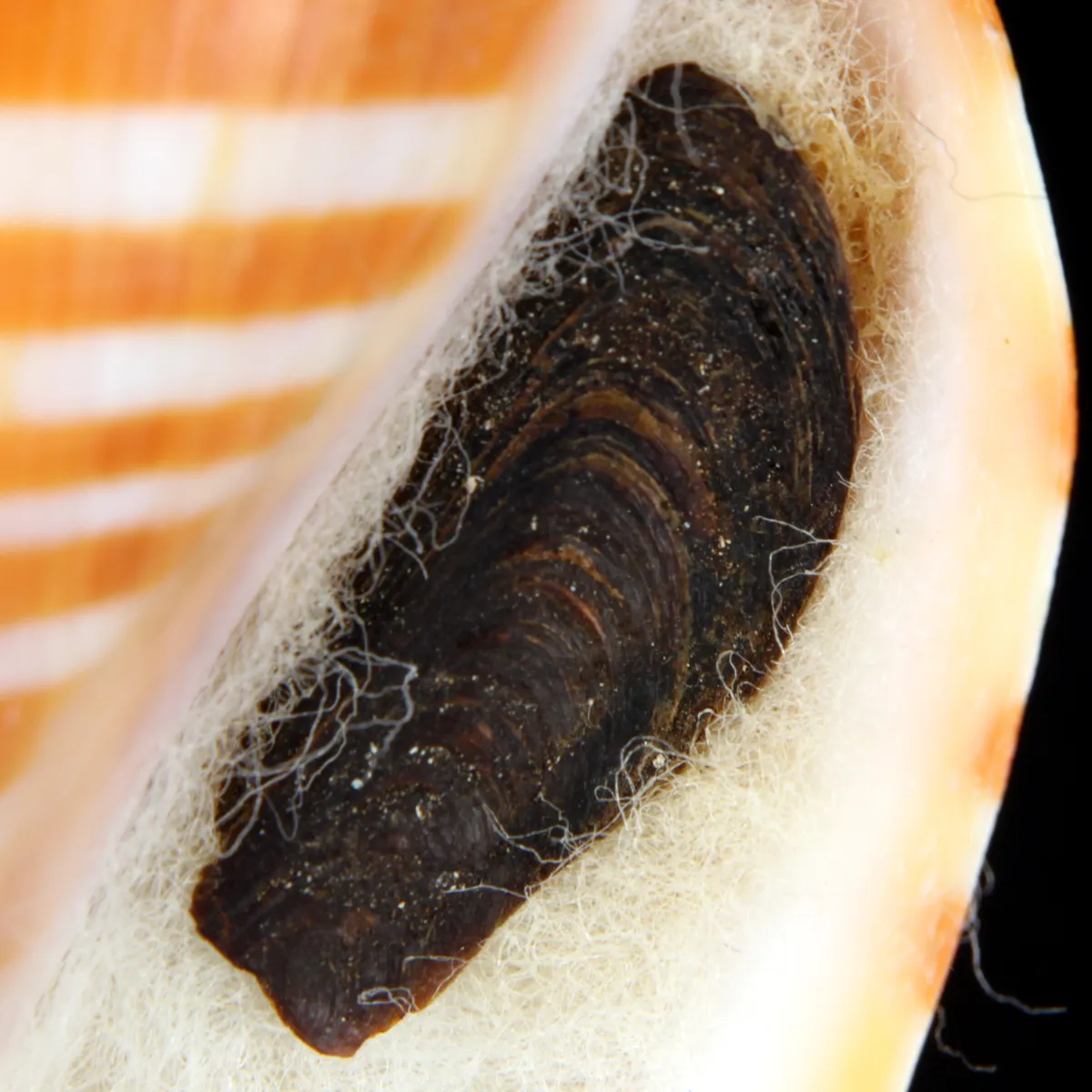 Harpulina arausiaca