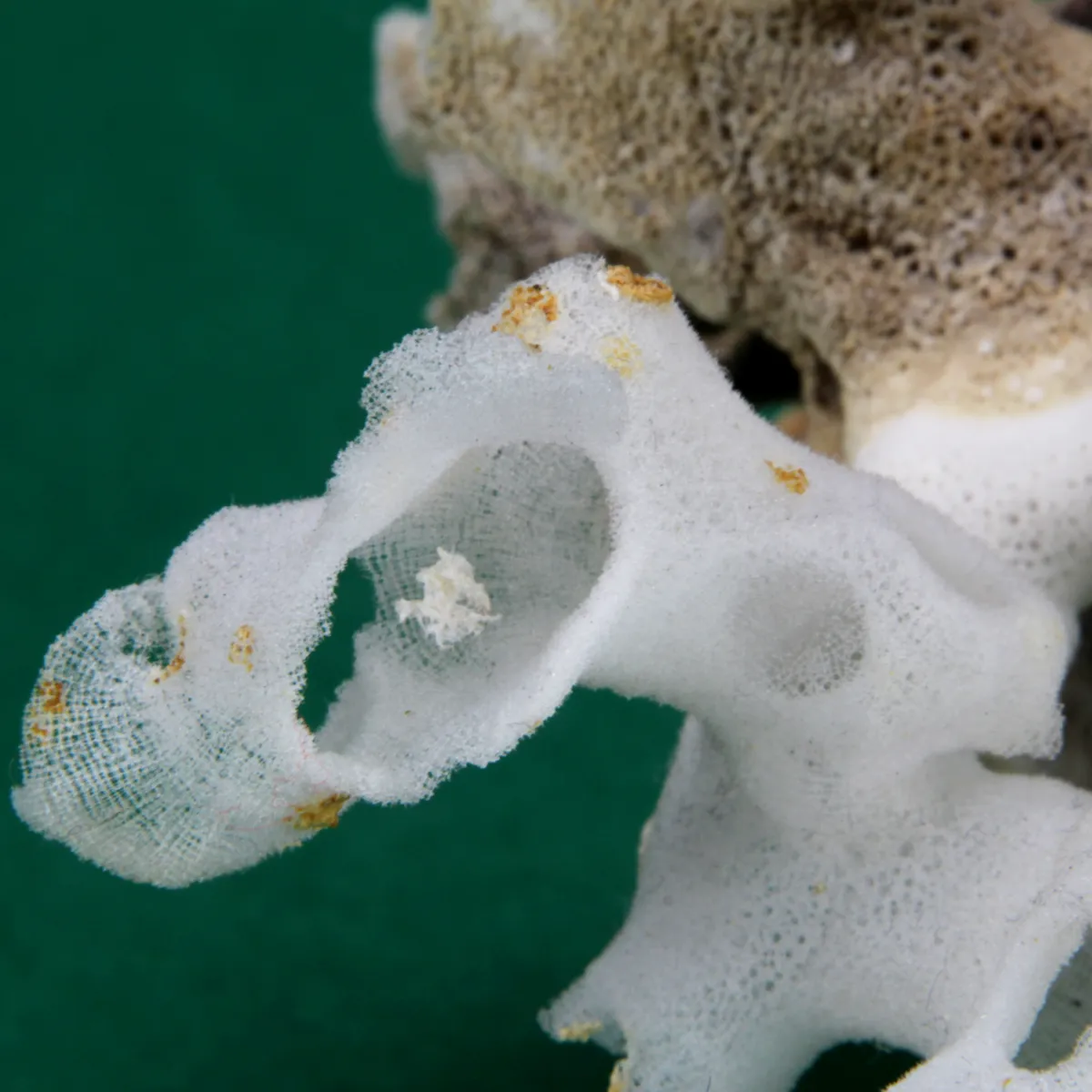 Xenophora Pallidula con Corallo