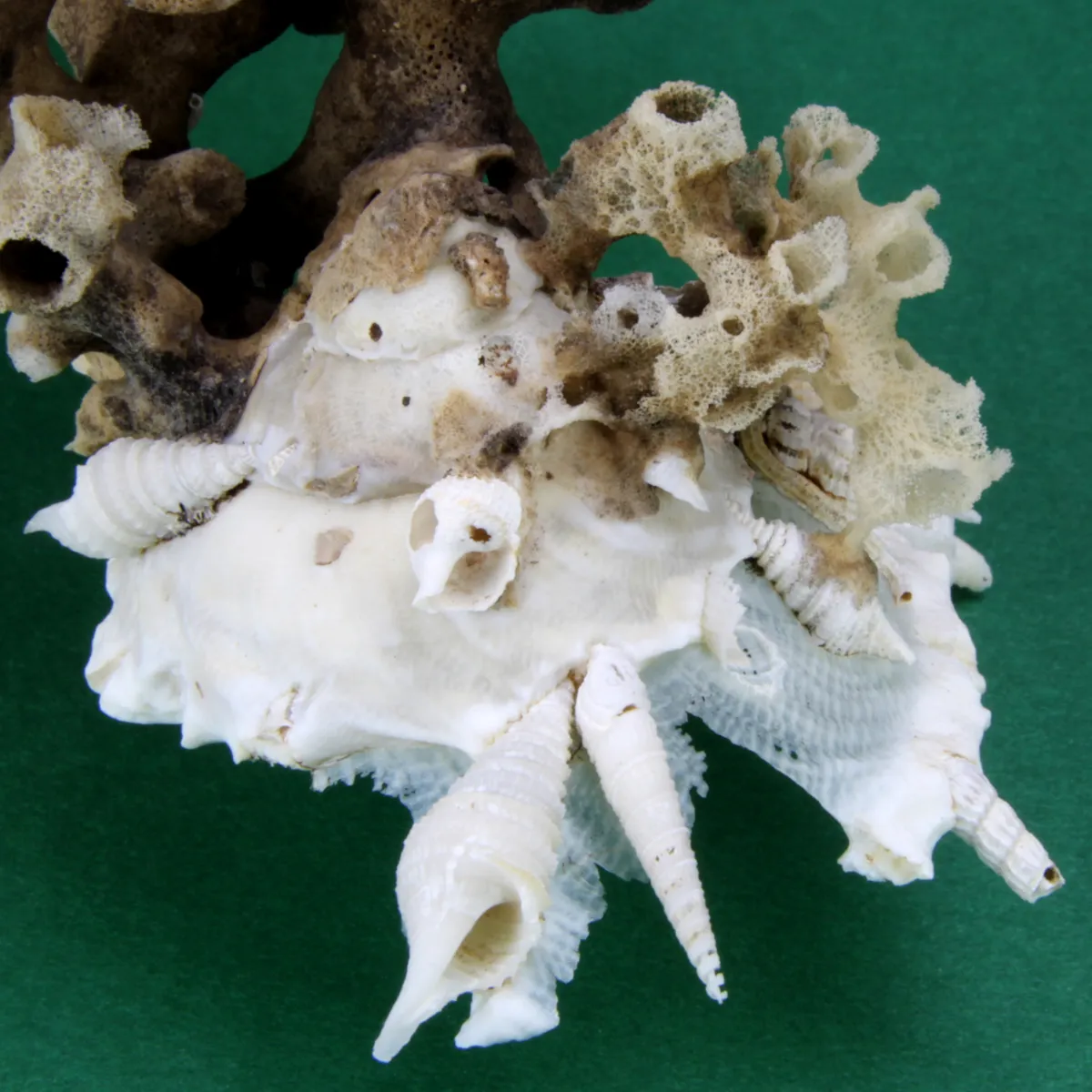 Xenophora Pallidula con Corallo
