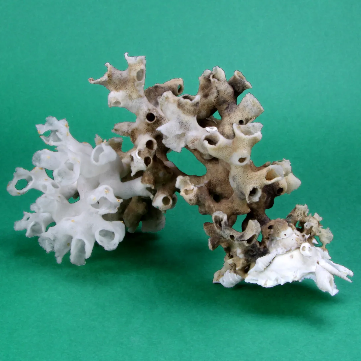 Xenophora Pallidula con Corallo