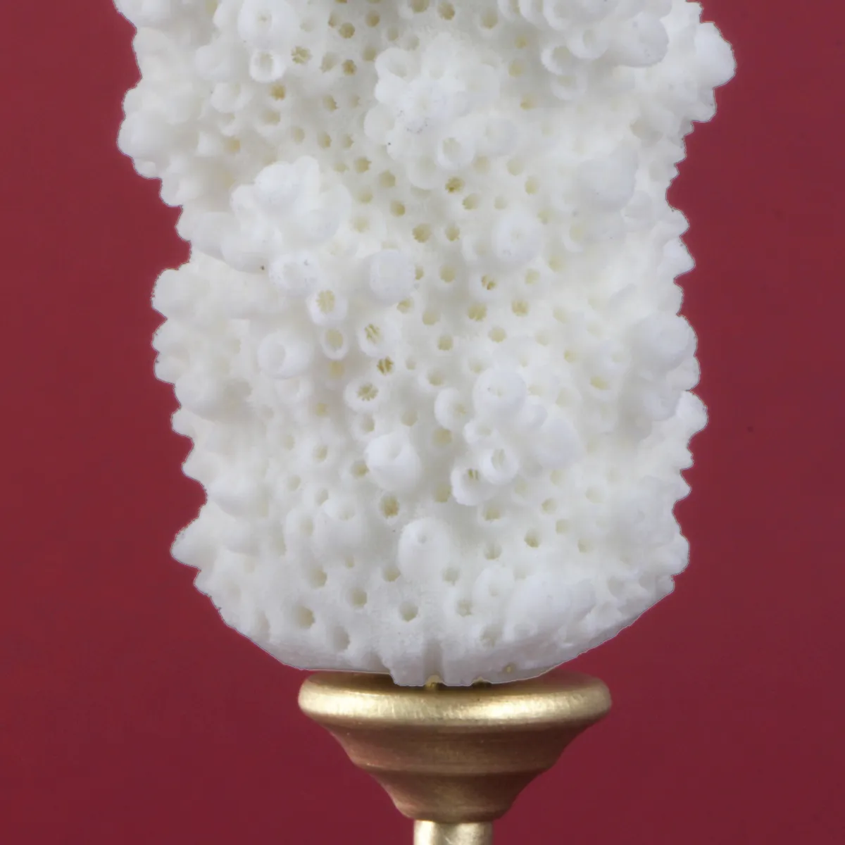 Corallo Bianco Decorativo