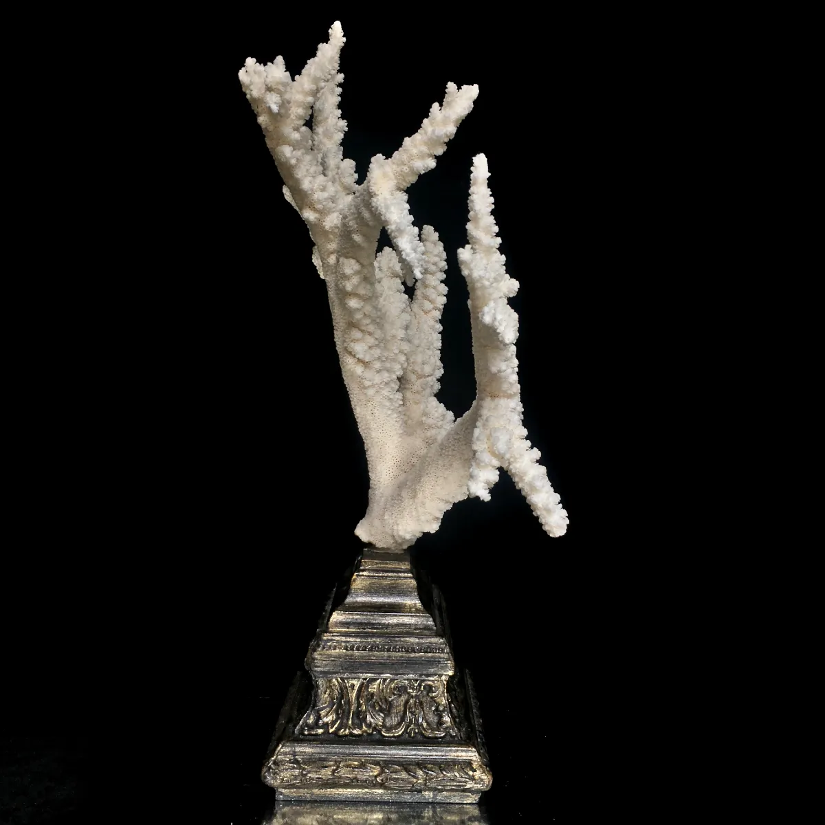 Corallo Bianco Decorativo