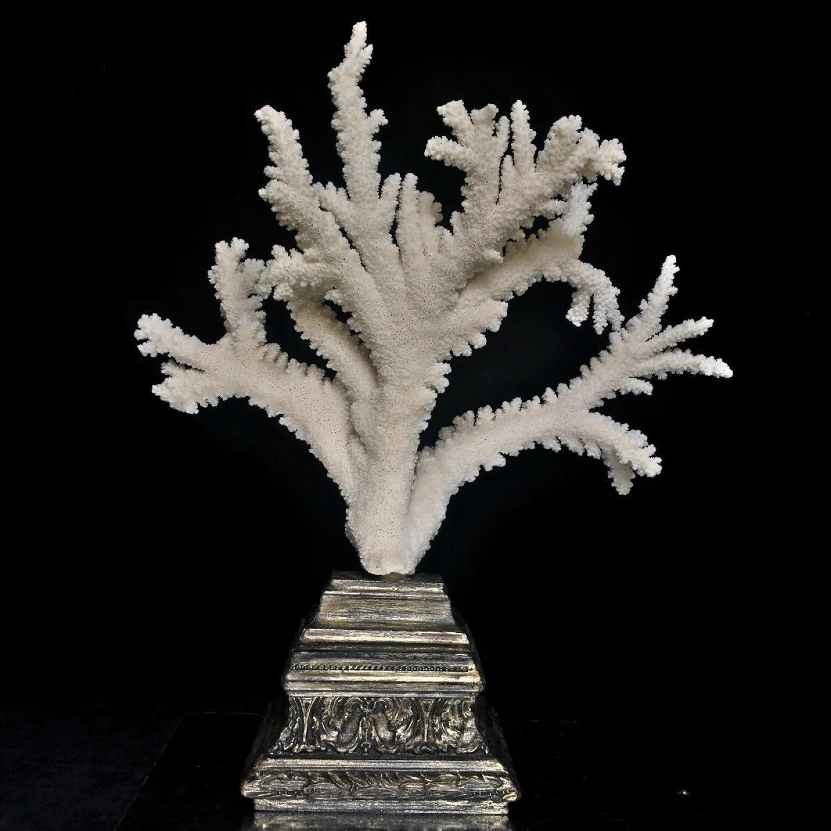 Corallo Bianco Decorativo