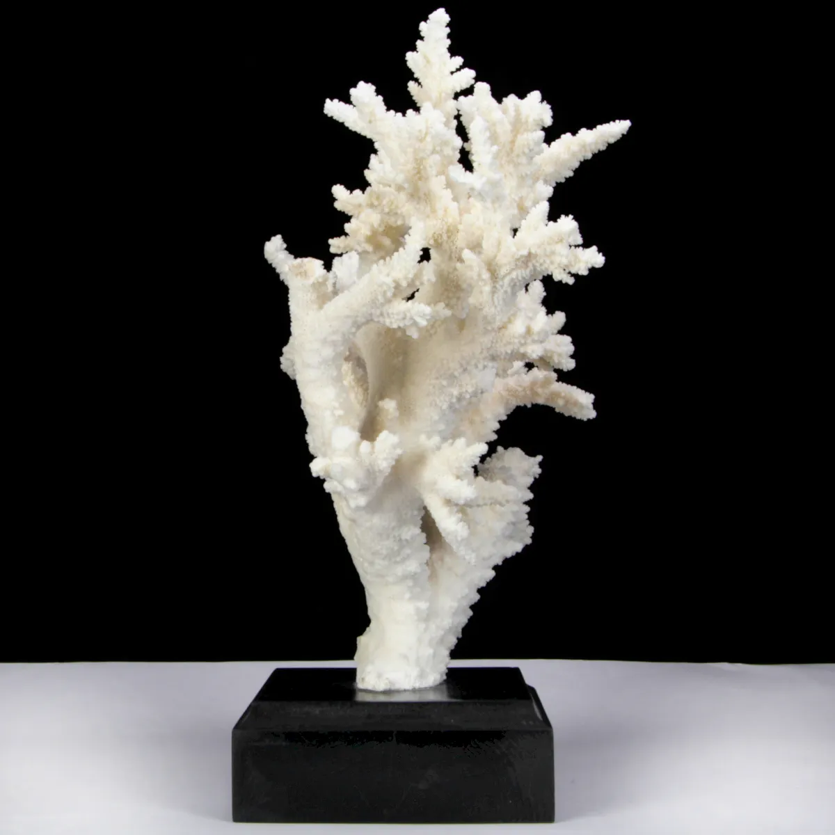 Corallo Bianco Decorativo
