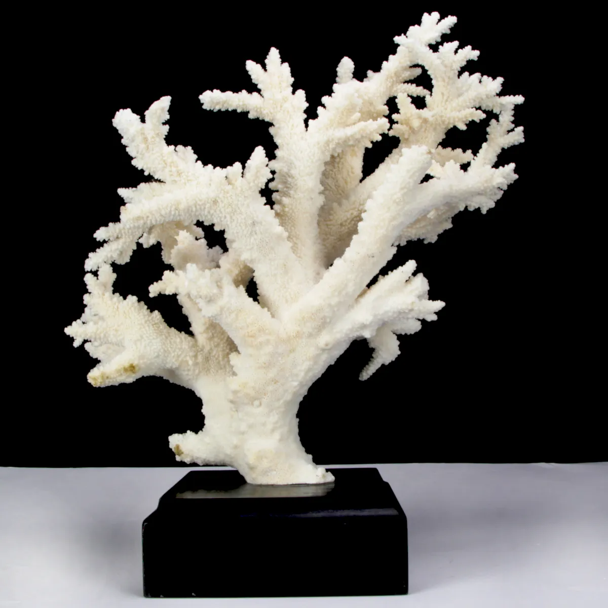 Corallo Bianco Decorativo