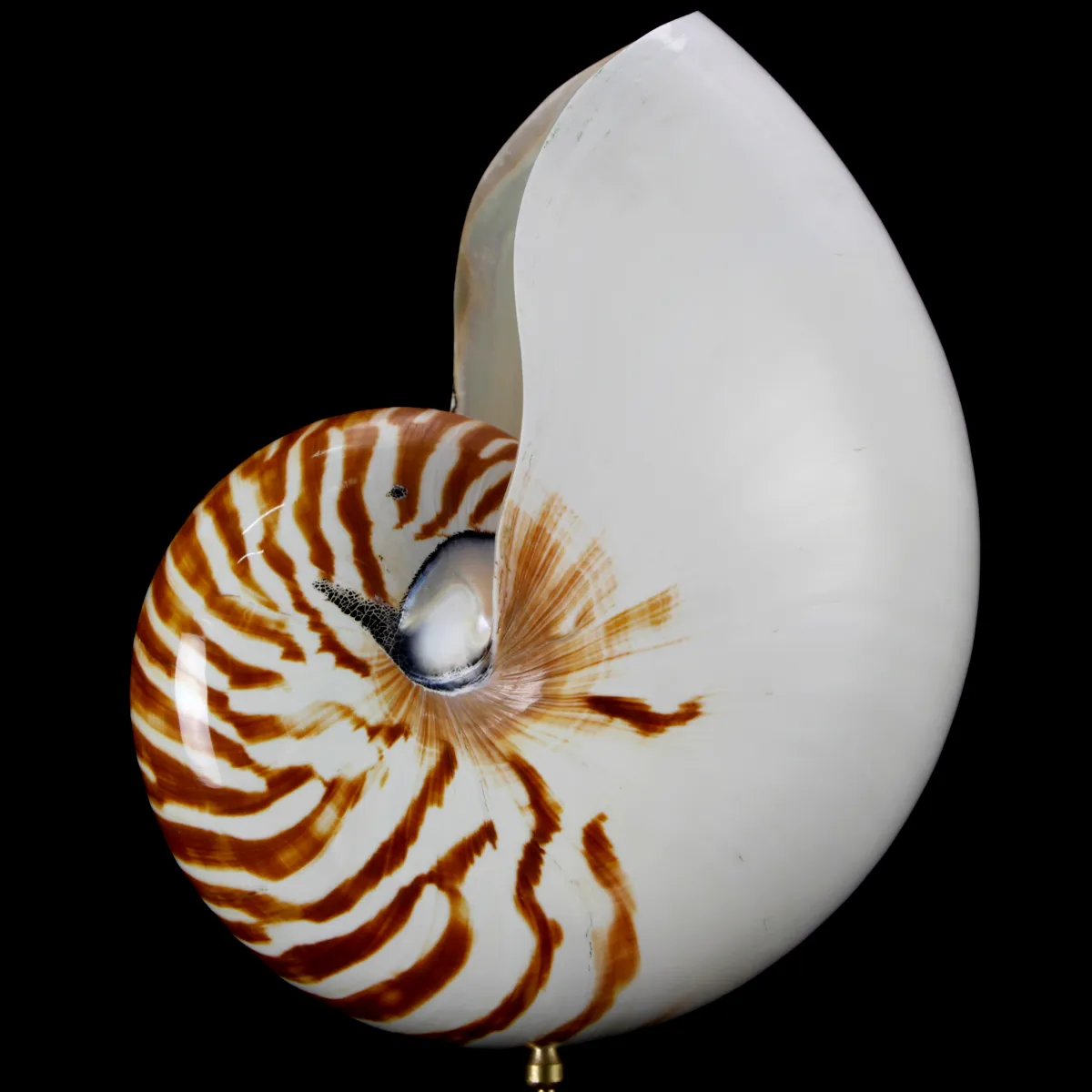 Nautilus Pompilius su Piedistallo