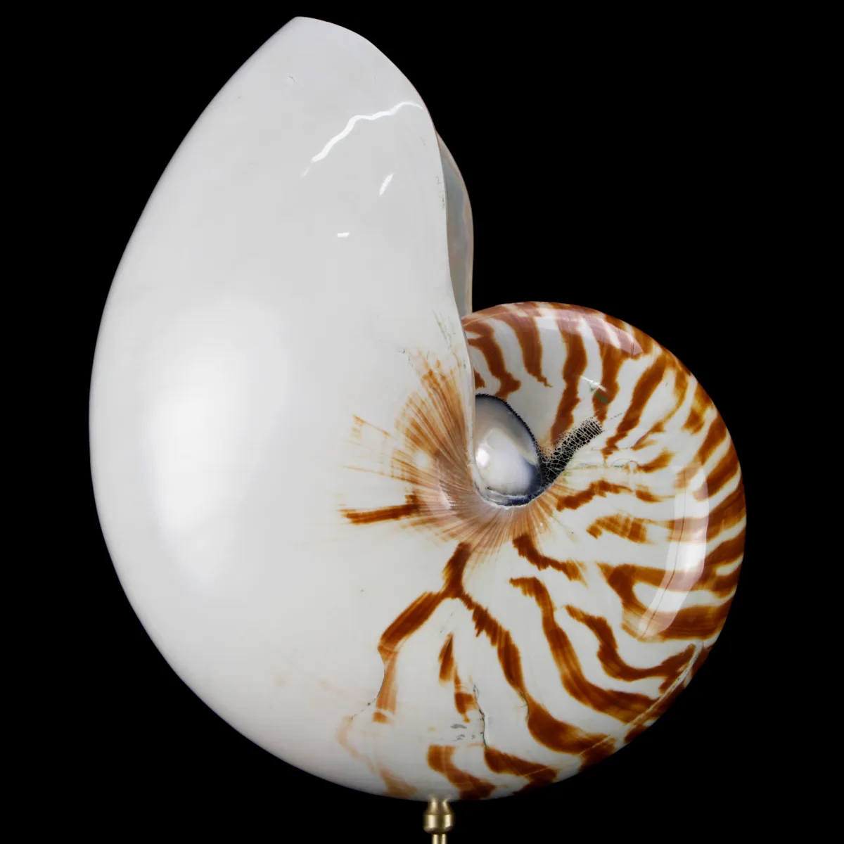 Nautilus Pompilius su Piedistallo