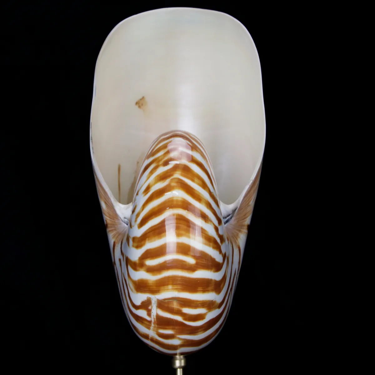Nautilus Pompilius su Piedistallo