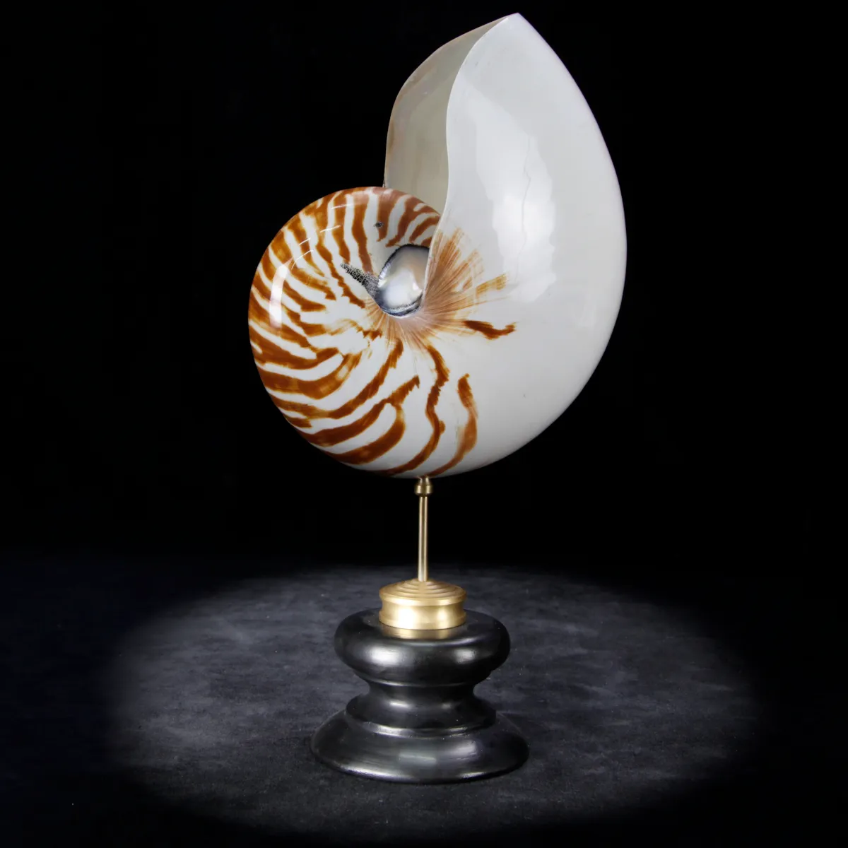 Nautilus Pompilius su Piedistallo