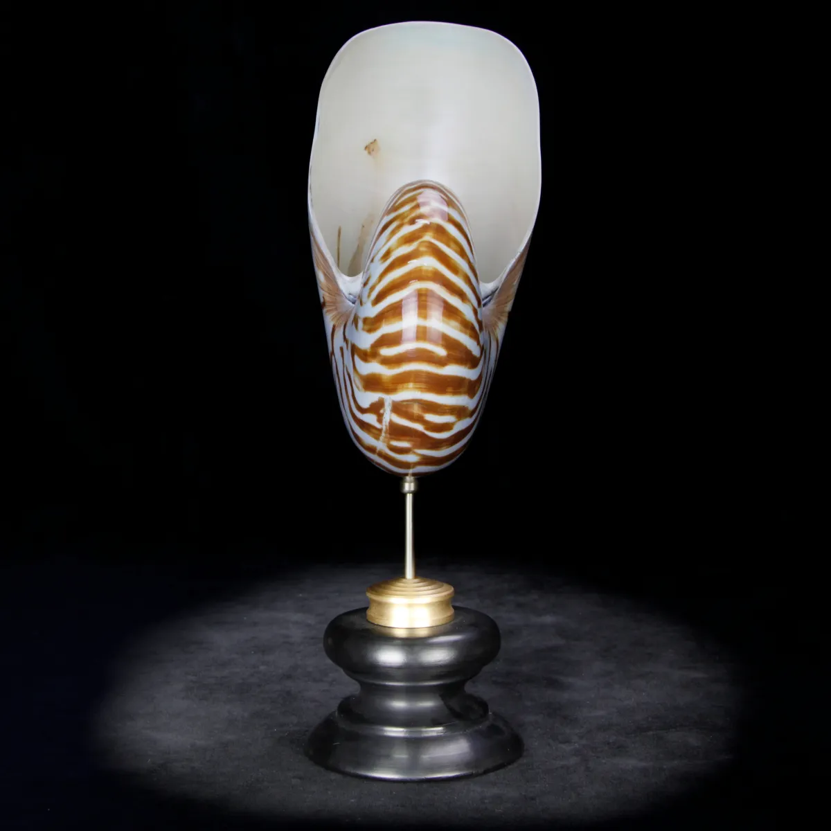 Nautilus Pompilius su Piedistallo