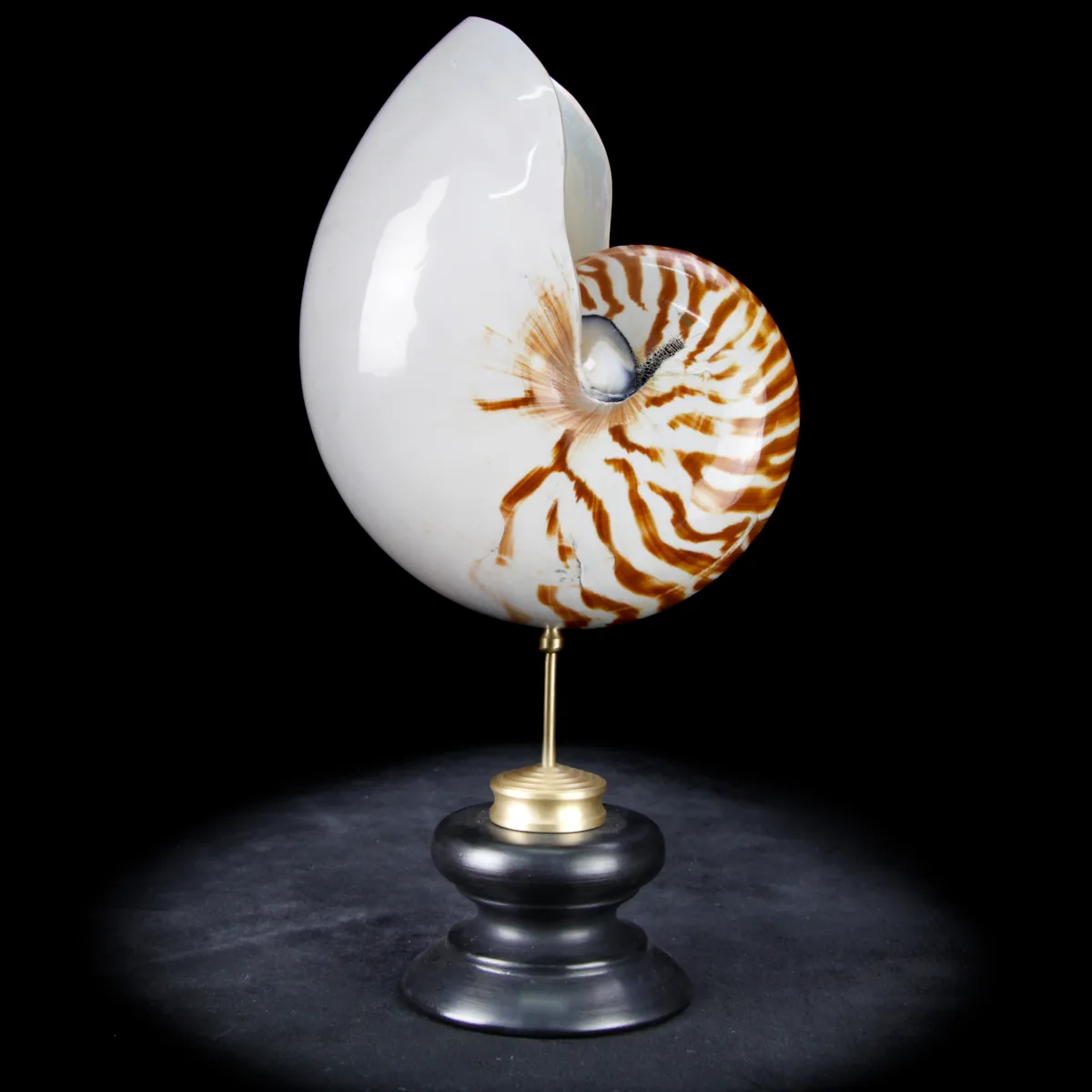 Nautilus Pompilius su Piedistallo