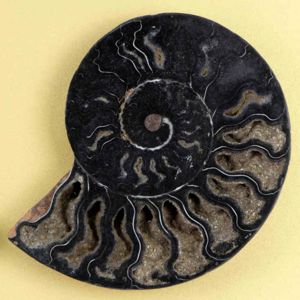 Ammonite Cleoniceras su Cornice Dorata