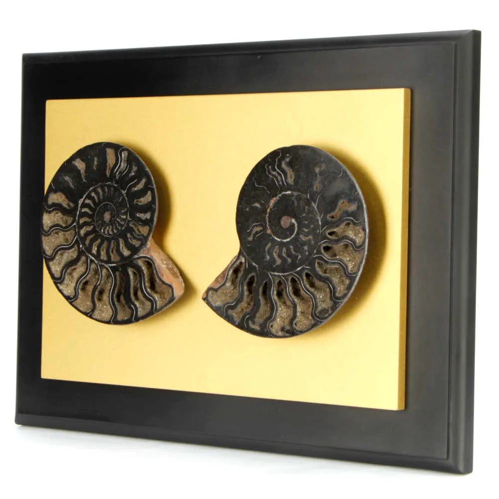 Ammonite Cleoniceras su Cornice Dorata